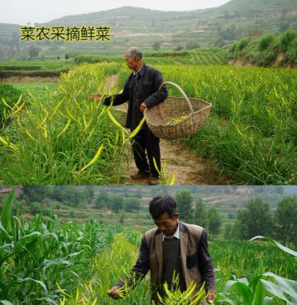 庆阳黄花菜产地直销 (绿色食品）