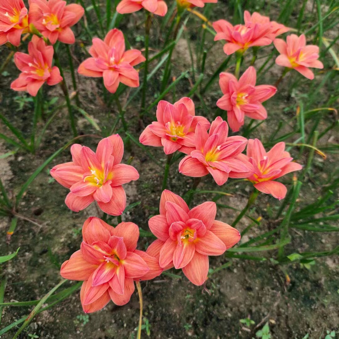 进口重瓣风雨兰种球拉风忠诚伊丽莎白钱德拉盆栽地栽盆栽球根花卉