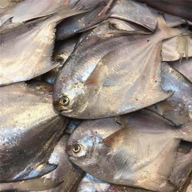 东海鲳鱼新鲜冷冻银鲳鱼白鲳鱼大号海鲜水产平鱼昌鱼舟山饭店商用