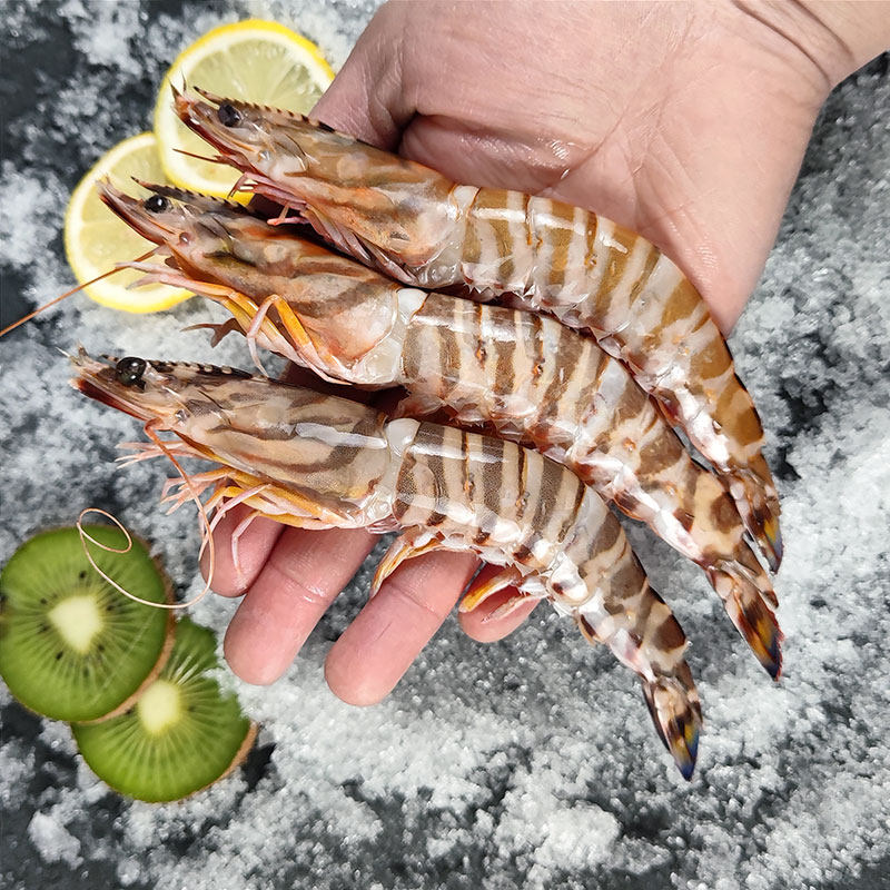 新鲜特大竹节虾鲜活冷冻超大九节虾花龙虾东海舟山海鲜水产年夜饭