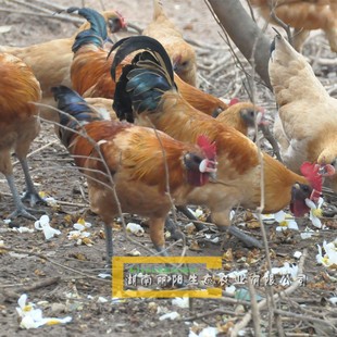 出售黄毛乌骨鸡苗金凤凰土鸡另有绿壳蛋鸡五黑鸡黑乌鸡三黄鸡统货