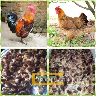 出售大种青脚麻鸡苗快大型麻鸡苗长速快长得大打疫苗运输方式托运