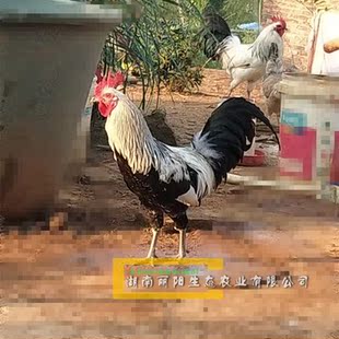 厂家出售鹊山鸡苗跑山鸡苗土鸡苗家禽苗小鸡苗1日龄孵化场孵化