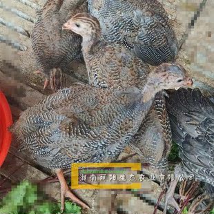 出售珍珠鸡脱温鸡苗珍珠鸡活苗还有贵妃鸡活苗20天30天均有小鸡苗
