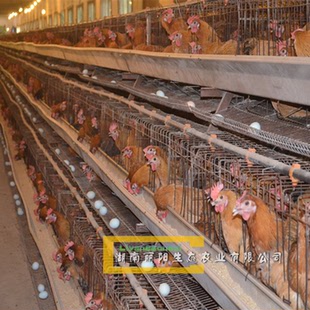 出售麻羽高产绿壳蛋鸡苗麻鸡苗土鸡苗草鸡苗蛋鸡苗及五黑一绿鸡苗