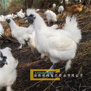 泰和乌鸡苗白乌鸡苗竹丝鸡苗乌骨鸡苗另有黑乌鸡绿壳蛋鸡苗土鸡苗