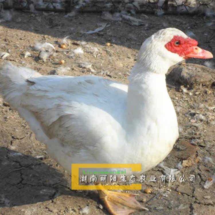 白番鸭苗活体肉鸭苗洋鸭还有半番鸭苗四点花鸭麻鸭黑番鸭打疫苗