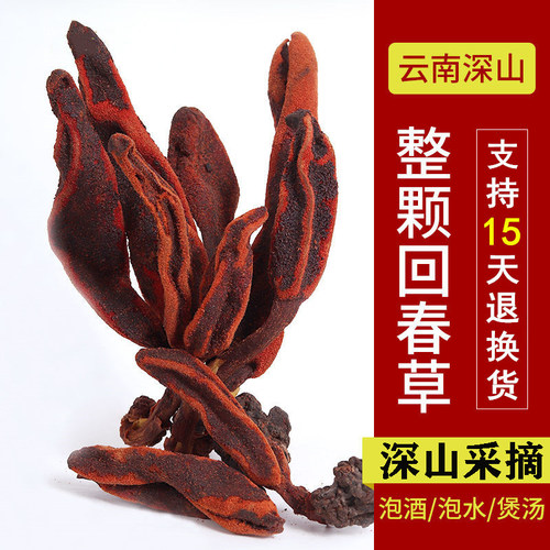 云南回春草不老草煲汤250g