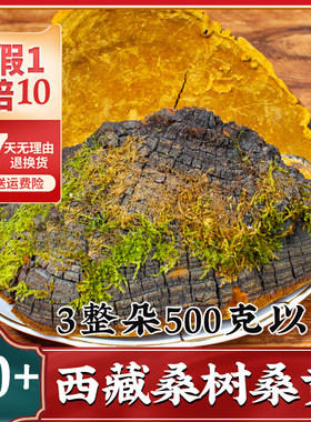 官方旗舰店西藏桑树桑黄