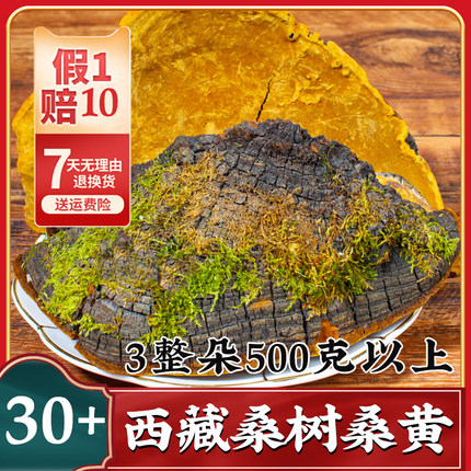 桑树桑黄西藏自治区林芝桑树桑黄500g正品桑黄旗舰店