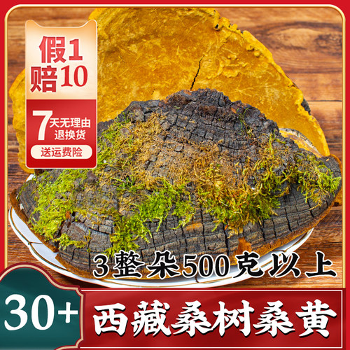 官方旗舰店西藏桑树桑黄