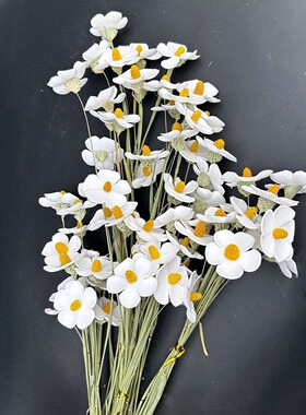 云南干花白色紫罗兰教师节DIY七夕资材插花爱的表达摆件永生花材