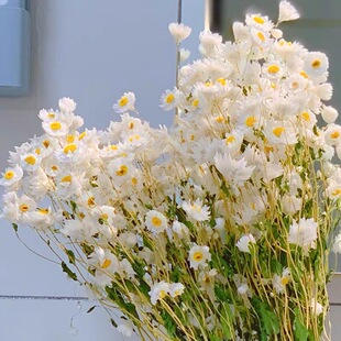 鲁丹鸟罗丹斯天然ins风干花花束客厅装饰摆件拍摄道具生日礼物