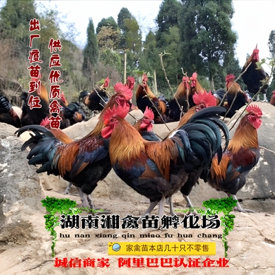 贵州血毛土鸡苗血红毛土鸡活苗