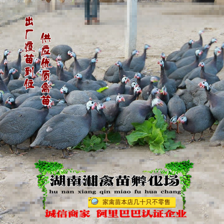 珍珠鸡活体珍珠鸡活苗珍禽小鸡苗