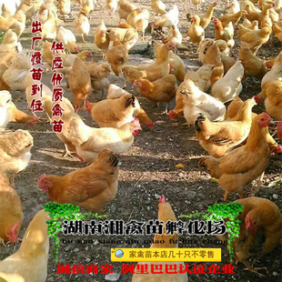 宠物小鸡 苏禽鸡活苗 仙居鸡苗本地土鸡雏提供养殖技术发托运包活
