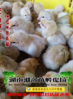 宠物小鸡温室黄土二鸡活苗黄土鸡活体三黄鸡苗发托运提供养殖技术