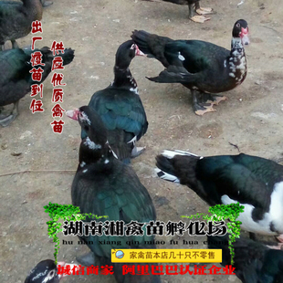 宠物小鸭大种番鸭雏西洋鸭活苗番鸭活苗非洲雁鸭活体提供养殖技术