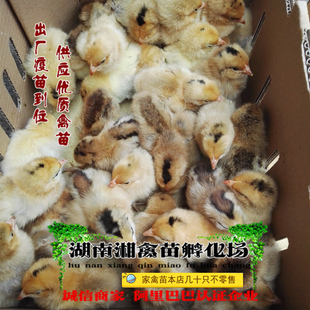 宠物青脚土鸡活苗 青脚麻鸡活体放养青脚鸡苗小鸡活体 发托运包活