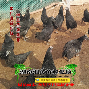 宠物小鸡五黑鸡活苗五黑鸡活体绿壳蛋鸡小苗乌鸡提供养殖技术托运