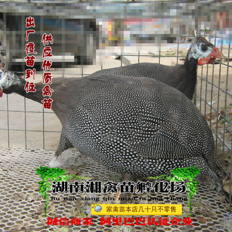 珍珠鸡苗珍珠鸡活苗小鸡活体出售