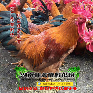 宠物小鸡苗灵山麻鸡活苗 天路麻鸡活体 土一土二鸡 提供养殖技术