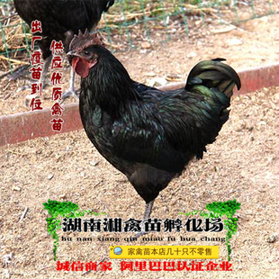 宠物小鸡五黑鸡活苗五黑鸡活体绿壳蛋鸡小苗乌鸡提供养殖技术托运