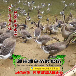 大种灰鹅雏 宠物马岗鹅苗 小鹅活体鹅活苗免费提供养殖技术发托运