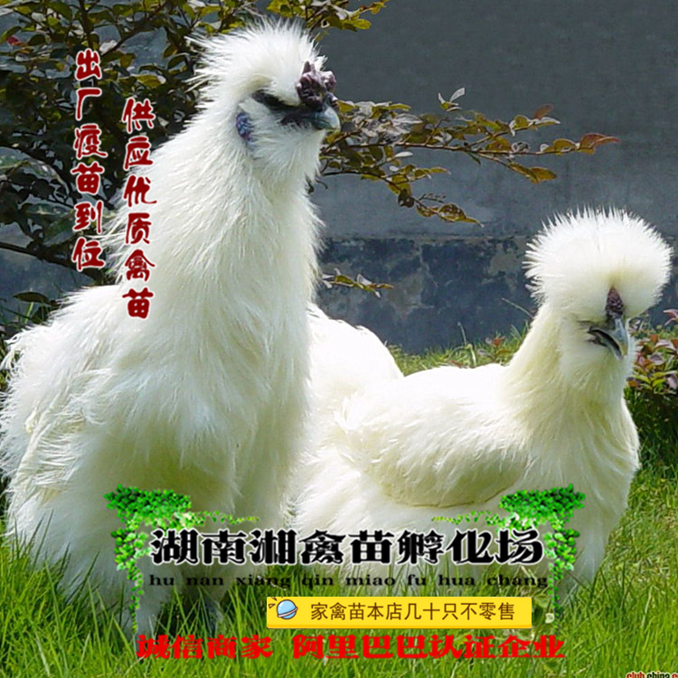 泰和乌鸡苗竹丝鸡活苗白凤乌鸡苗