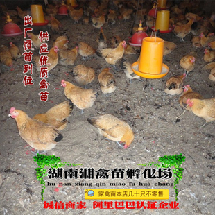 宠物青脚土鸡雏 青脚麻鸡活苗 宠物小鸡活体 量大优惠 发托运包活