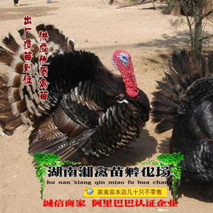 宠物火鸡雏 青铜火鸡苗 小火鸡活苗 鸡发托运包成活 提供养殖技术