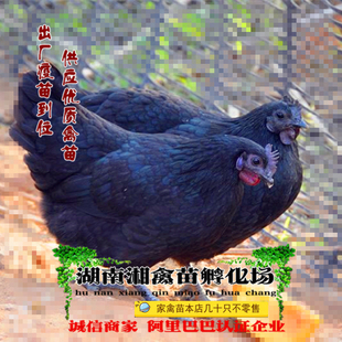 宠物五黑鸡活苗五黑绿壳蛋鸡活体黑乌鸡苗乌骨鸡提供养殖技术托运