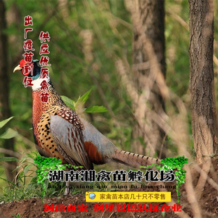 宠物小鸡七彩山鸡雏山鸡苗小鸡活苗山鸡活体供养殖技术优惠发托运