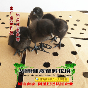 宠物小鸡五黑鸡活苗五黑鸡活体绿壳蛋鸡小苗乌鸡提供养殖技术托运