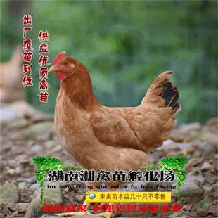 宠物小鸡 苏禽鸡活苗 仙居鸡苗本地土鸡雏提供养殖技术发托运包活