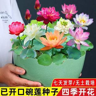 开花易活室内盆栽绿植水生花卉睡莲荷花种子 碗莲种子水培植物四季