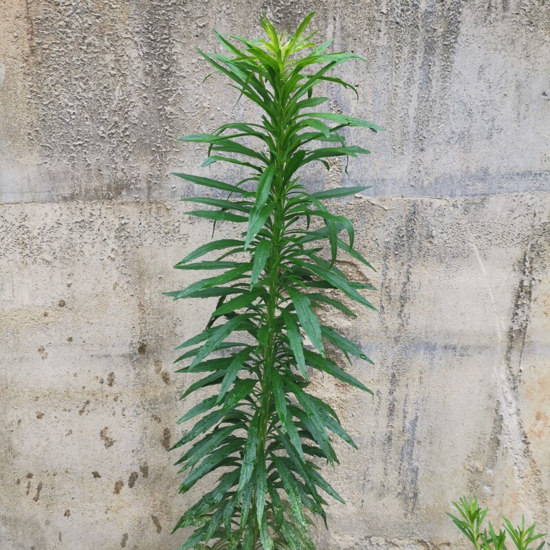 新鲜小飞蓬草小蓬草白酒草苗现采食用嫩头野菜干货中药材手工材料