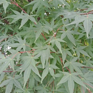 鸡爪槭树叶青枫叶日本红枫红小袖叶鸡爪枫叶紫红鸡爪槭叶干植物叶