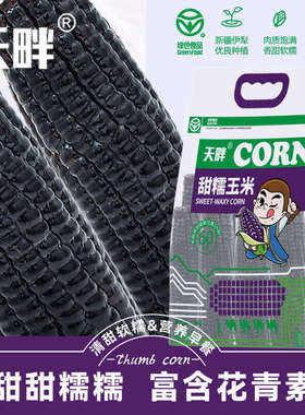 2024年新玉米新疆甜糯玉米绿色食品认证黄糯玉米甜糯黑白玉米礼盒