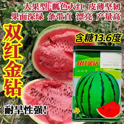 双红金钻西瓜种子特大果大红瓤高产水果种子皮薄特甜西瓜种籽高圆