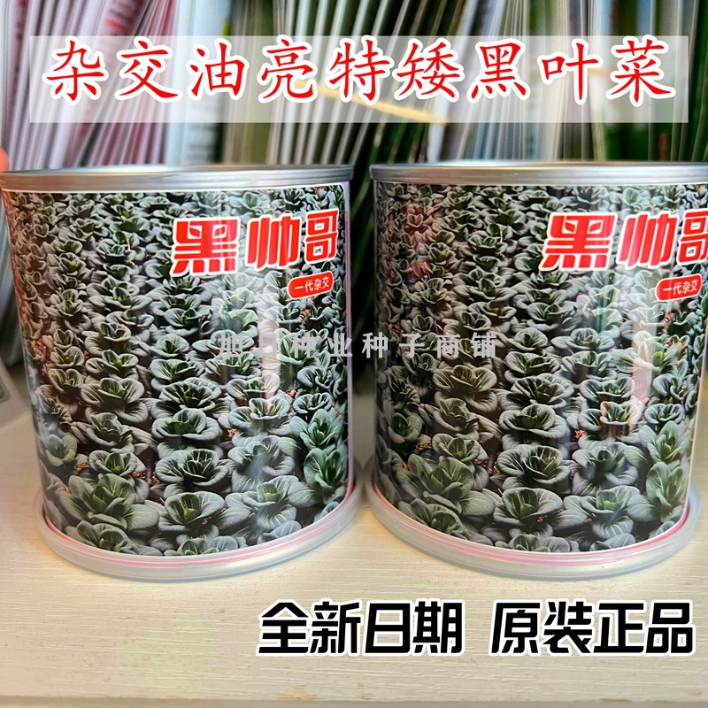 特矮苏州青种子黑帅哥热卖商品