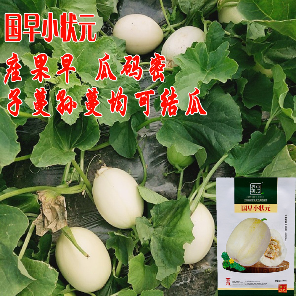 白糖罐甜瓜种籽国早小状元大果春秋季高产薄皮特大白皮香瓜种子孑