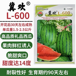 冀欢L600小糖丸西瓜种子早熟高产抗病耐重茬西瓜种籽孑春季播水果