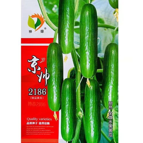 京帅2186水果黄瓜种子荷兰乳瓜种籽无刺甜脆小青瓜四季播蔬菜种孑