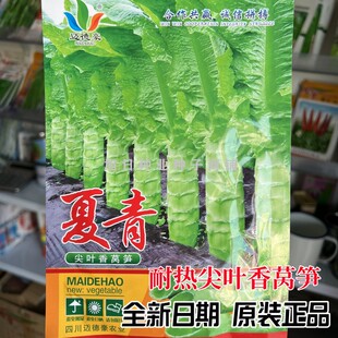 迈德豪夏青莴苣种籽孑高产尖叶耐热春秋季青皮青肉高桩香莴笋种子