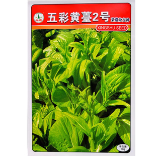 兴蔬五彩黄薹2号黄菜苔种子浅黄绿色菜苔种子苔粗耐热抗寒口感好
