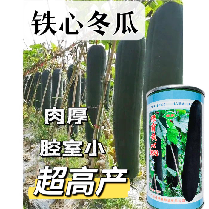 绿霸铁心998黑皮冬瓜种子炮弹型杂交大冬瓜种籽肉厚心室小超高产