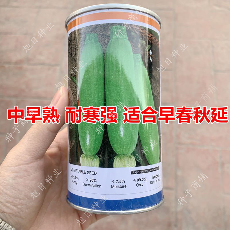 绿色耐寒法国大棚高产蔬菜西葫芦