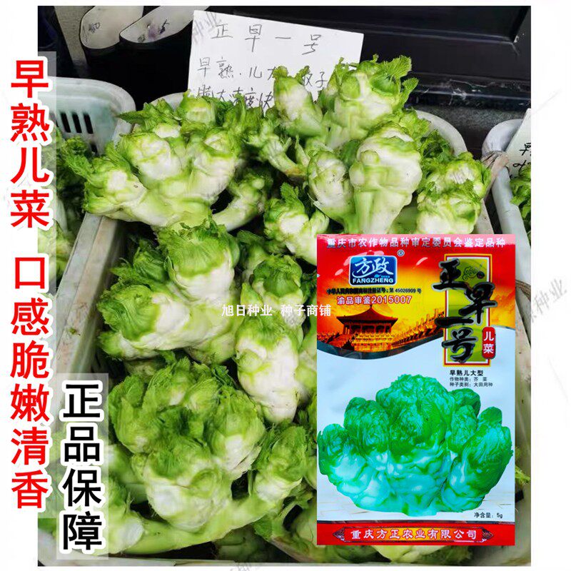 极早熟儿菜种籽孑 正早一号大儿菜种子 60天抢早上市重庆四川特色