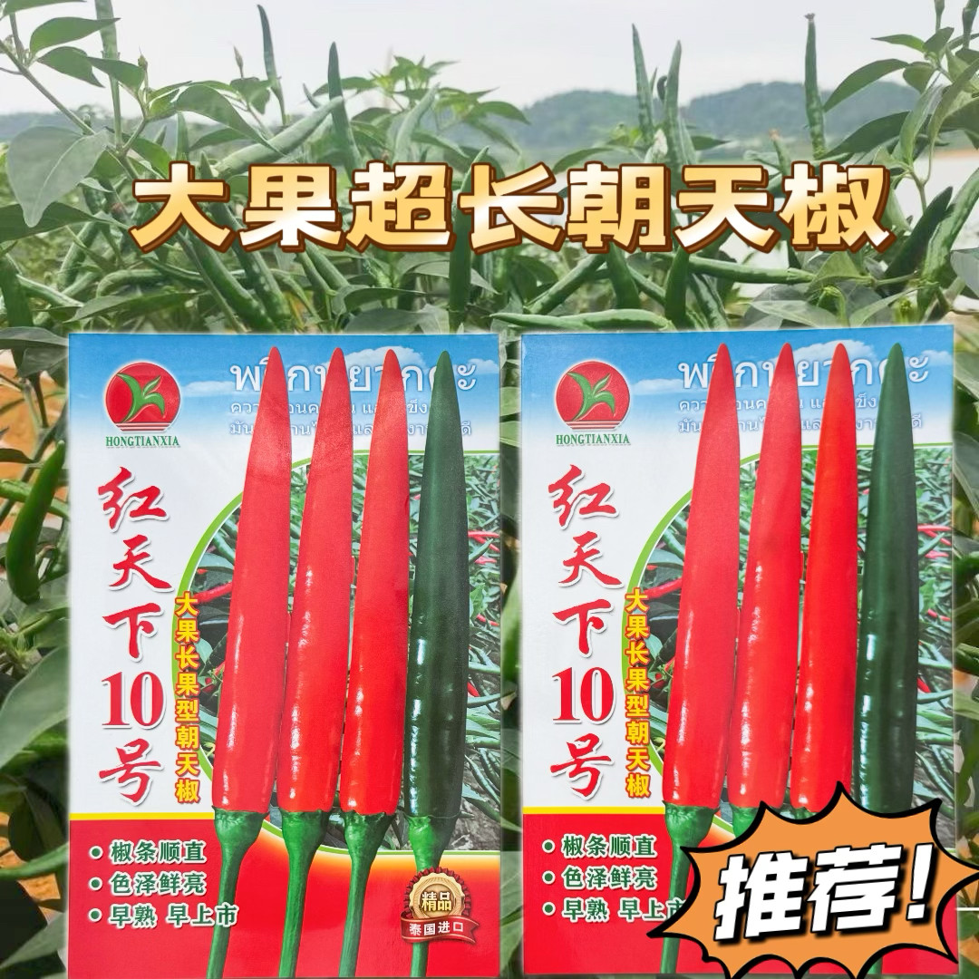 红天下10号辣椒种子大果高产青红两用朝天椒种子大号早熟顺直油亮